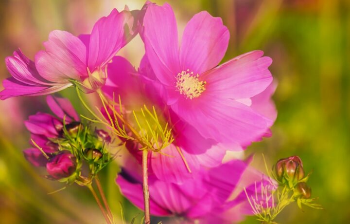 Rewitalizacja obszarów wspólnych Stowarzyszenia Rodzinnych Ogrodów Działkowych im. Hipolita Cegielskiego w Skokach